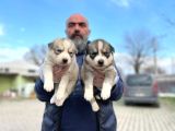 Mavi gözlü sibirya kurdu husky yabrulaeımız
