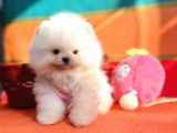 Orji̇nal Pomerani̇an Boo Bebekler