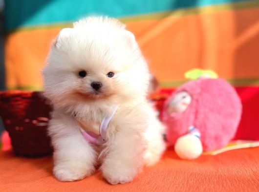 Orji̇nal Pomerani̇an Boo Bebekler görsel