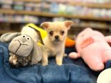 chihuahua bebeklerimiz Şivava
