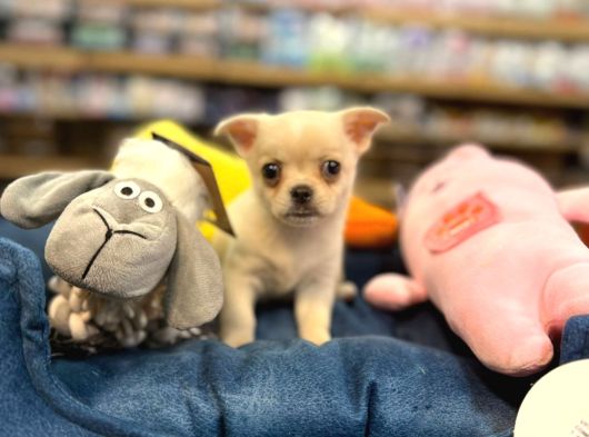 Chihuahua Bebeklerimiz Şivava