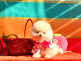 Orji̇nal Pomerani̇an Boo Bebekler