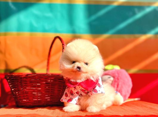 Orji̇nal Pomerani̇an Boo Bebekler görsel