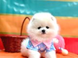 Orji̇nal Pomerani̇an Boo Bebekler