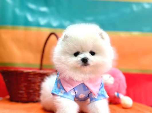 Orji̇nal Pomerani̇an Boo Bebekler görsel