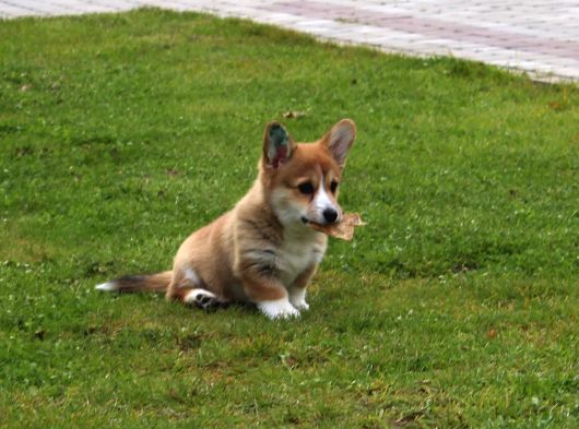 Secereli Welsh Corgi Yavruları görsel