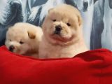 Türkiyenin En Özel Köpek Ruhsatli̇ Çifliğinden Özel Yavrular