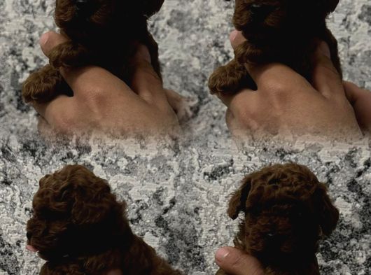 A Kali̇te Red Brown Toy Poodle Yavrular İstanbulda görsel