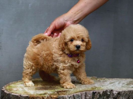 Anne Baba Gerçek İnanilmaz Güzel Malti̇poo Yavrular görsel