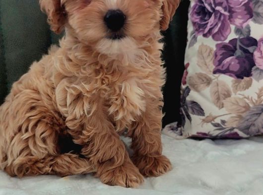 Anne Baba Gerçek İnanilmaz Güzel Malti̇poo Yavrular görsel