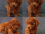 A KALİTE RED BROWN TOY POODLE YAVRULAR İSTANBULDA