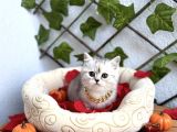 Si̇lver Di̇şi̇ Tombi̇ş Bebeği̇mi̇z