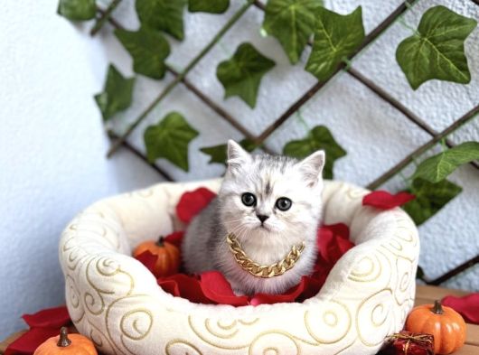 Si̇lver Di̇şi̇ Tombi̇ş Bebeği̇mi̇z görsel
