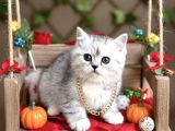 SİLVER DİŞİ TOMBİŞ BEBEĞİMİZ