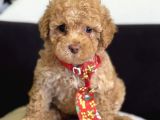 MASUM SURATLI MALTİPOO YAVRUMUZ