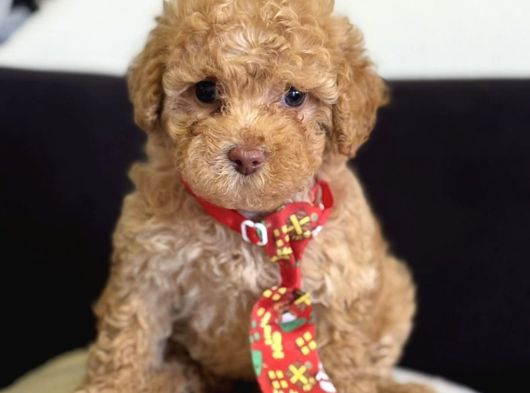 Masum Suratli Malti̇poo Yavrumuz