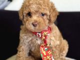 Masum Suratli Malti̇poo Yavrumuz