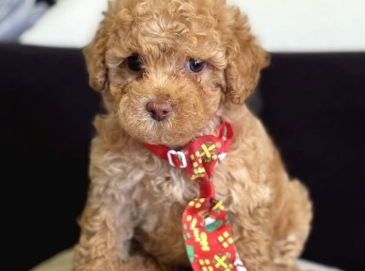 Masum Suratli Malti̇poo Yavrumuz görsel