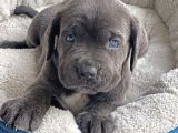 İRİ YAPILI CANE CORSO YAVRULAR