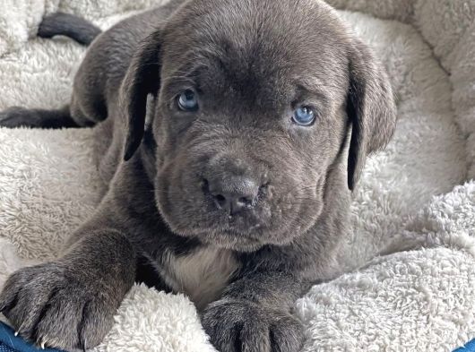 İri̇ Yapili Cane Corso Yavrular