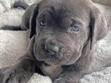 İri̇ Yapili Cane Corso Yavrular