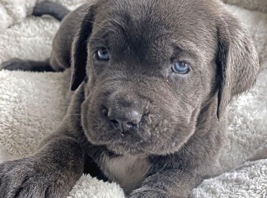 İri̇ Yapili Cane Corso Yavrular görsel