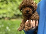 Kivir Kivir Safkan Poodle Yavrulari