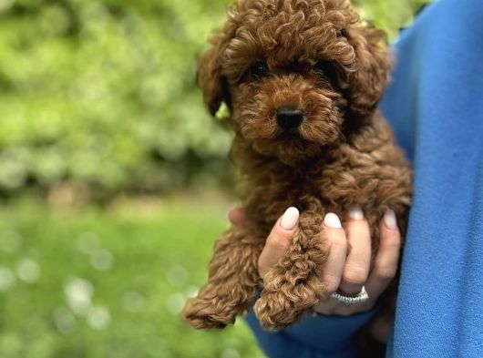 Kivir Kivir Safkan Poodle Yavrulari görsel