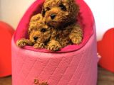Bi̇blo Toy Poodle Yavrular