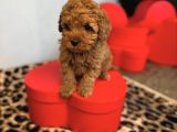 BİBLO TOY POODLE YAVRULAR