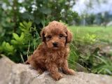 RED MALTİPOO BEBEKLER