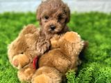 Red Malti̇poo Bebekler