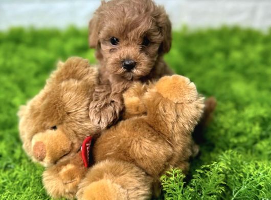 Red Malti̇poo Bebekler görsel