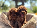 ŞİRİN Mİ ŞİRİN TOY POODLE BEBEKLER