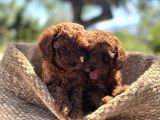 Şi̇ri̇n Mi̇ Şi̇ri̇n Toy Poodle Bebekler