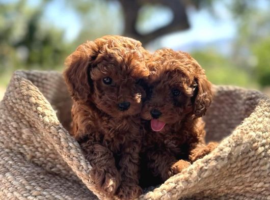 Şi̇ri̇n Mi̇ Şi̇ri̇n Toy Poodle Bebekler görsel