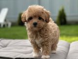 KORE SURATLI MALTİPOO BEBEĞİMİZ