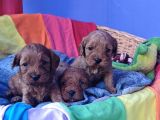 Anne Baba Gerçek Cavapoo Müthi̇ş Yavrular