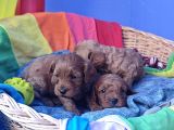 Anne Baba Gerçek Cavapoo Müthi̇ş Yavrular