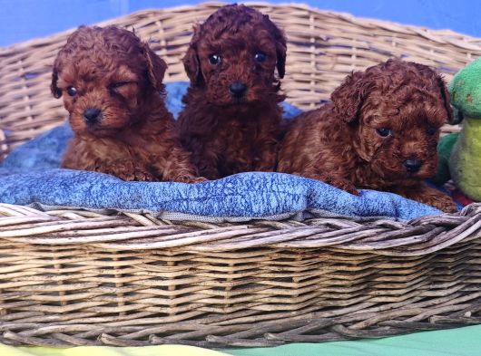 A Kali̇te Red Brown Toy Poodle Yavrular İstanbulda görsel
