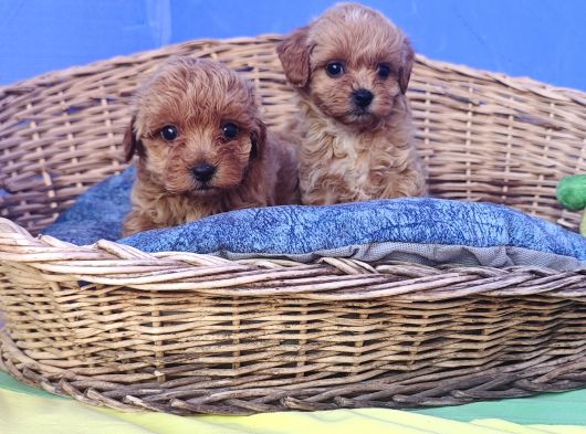 Anne Baba Gerçek İnanilmaz Güzel Malti̇poo Yavrular görsel