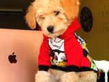 Erkek Ve Dişi Ufak Boy Maltipoo