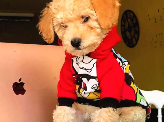 Erkek Ve Dişi Ufak Boy Maltipoo görsel