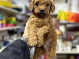 Red brown maltipoo bebekler üst kalite yavrularımız
