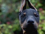 Üst Düzey King Doberman Yavrular