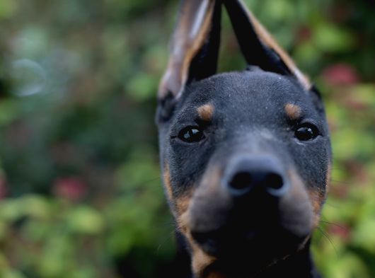 Üst Düzey King Doberman Yavrular görsel