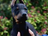 Üst Düzey King Doberman Yavrular