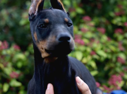 Üst Düzey King Doberman Yavrular görsel