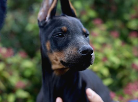Üst Düzey King Doberman Yavrular