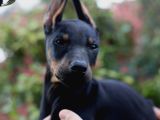 Üst Düzey King Doberman Yavrular